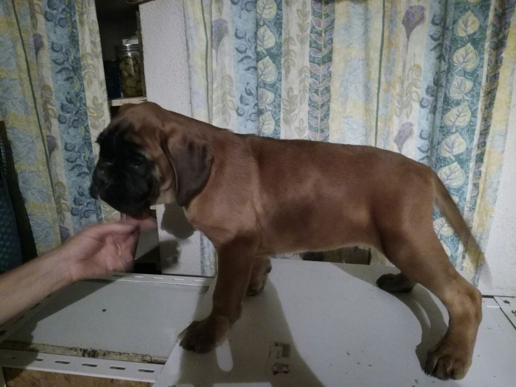 Du mas d'albret - chiots disponibles