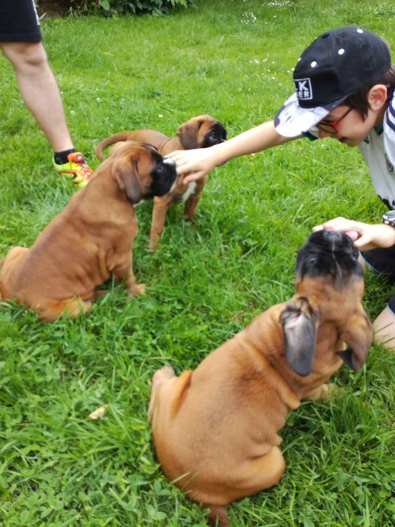 Du mas d'albret - Chiots disponibles - Boxer